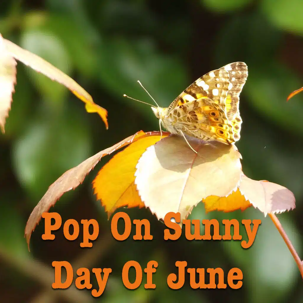 Pop On Sunny Day Of June