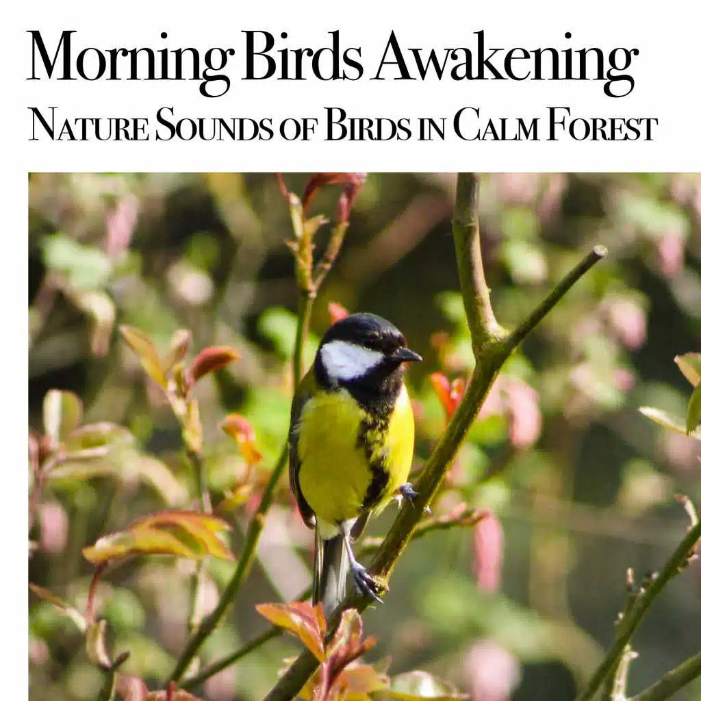Morning Birds Awakening : Nature Sound of Birds in Calm Forest