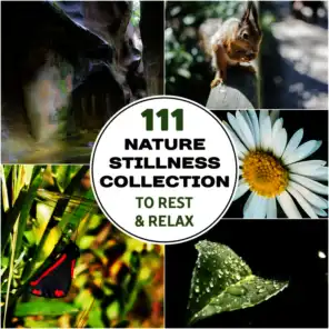 111 Nature Sounds Collection to Rest & Relax