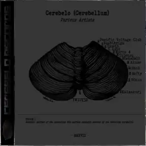 Cerebelo Records 2017 (Cerebellum)