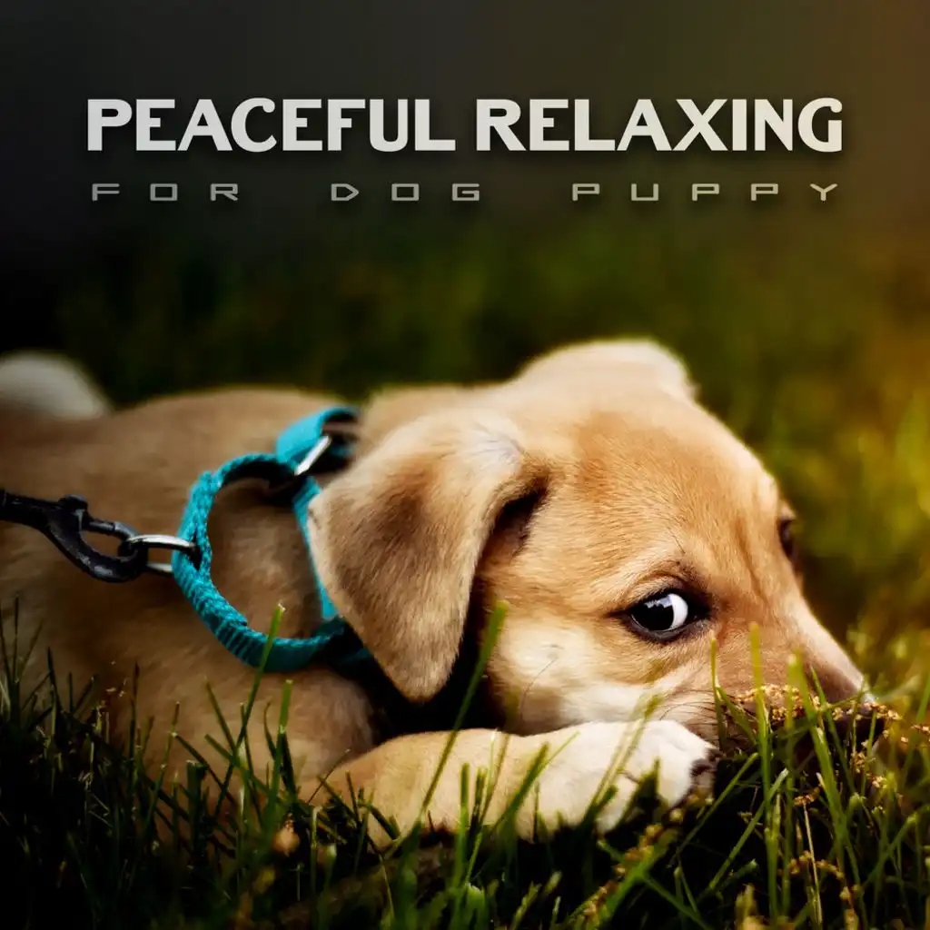 Peaceful Relaxing for Dog Puppy