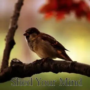 Shed Your Mind