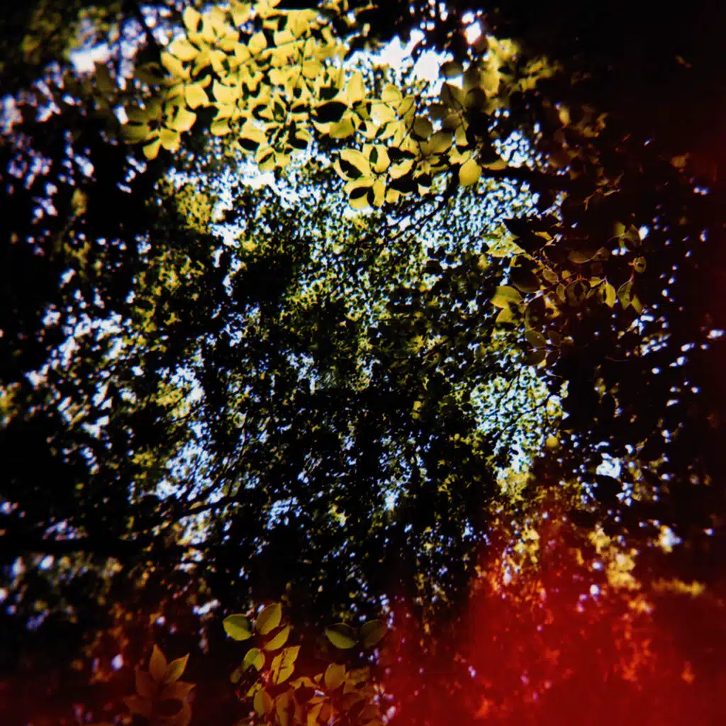 Butterfly Horse Street