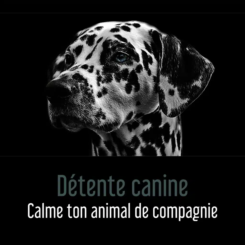 Détente canine - Calme ton animal de compagnie, L’armonie et la paix, Musicothérapie pour les chiens et les chats