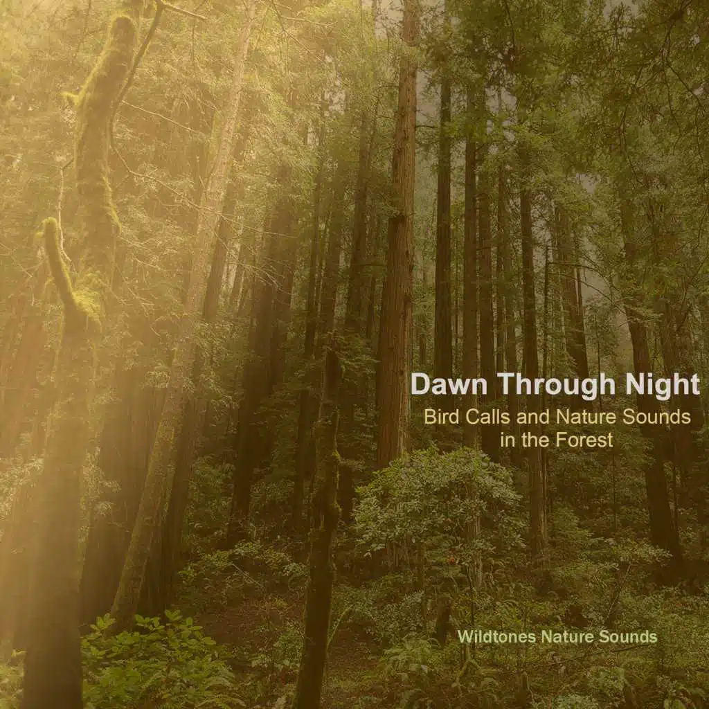 Dawn Through Night: Bird Calls and Nature Sounds in the Forest