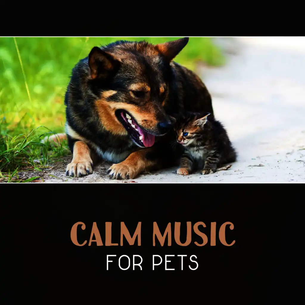 Calm Music for Pets – Relax Therapy, Canine Relaxation, Gentle Sounds for Animals, Ambient Sounds, Calm Cat, Pet Anxiety Help