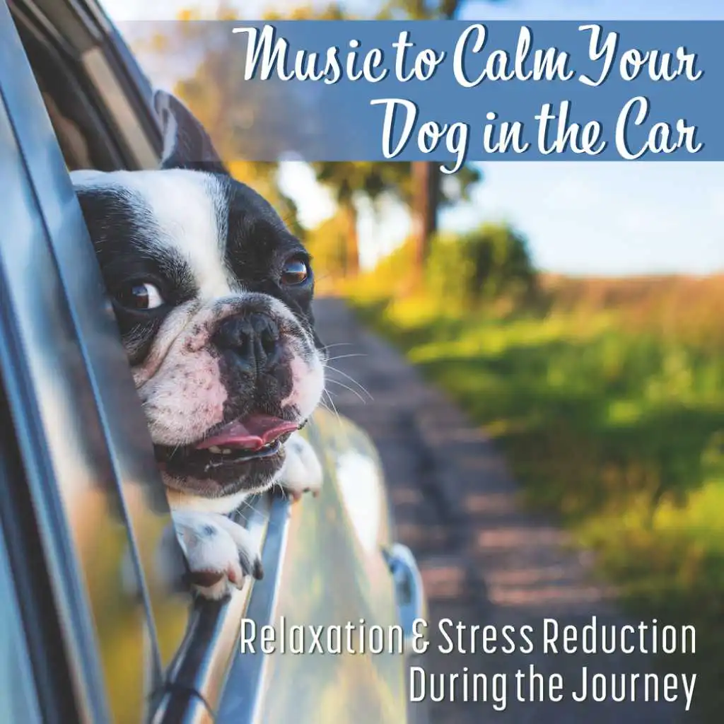 Music to Calm Your Dog in the Car