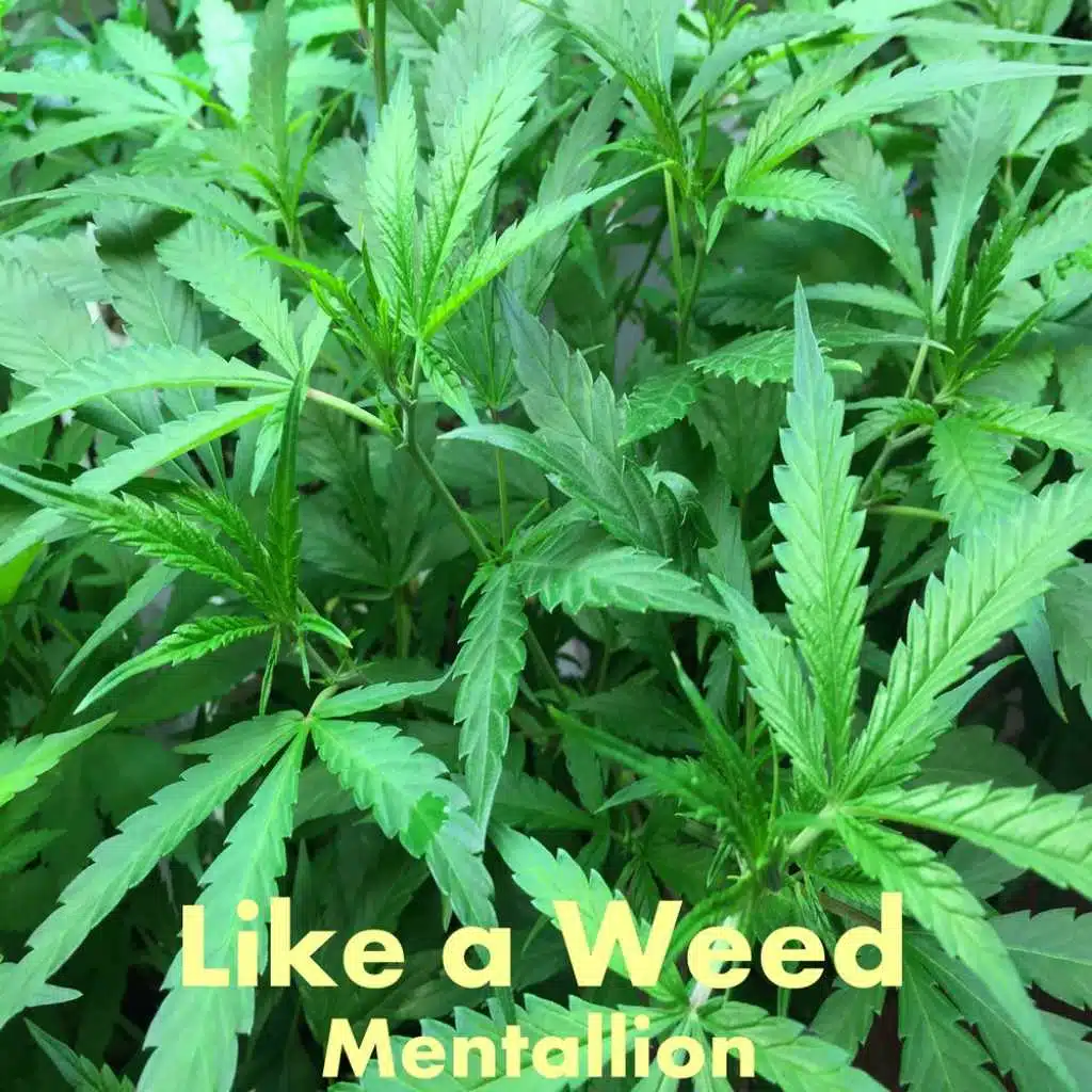 Like a Weed