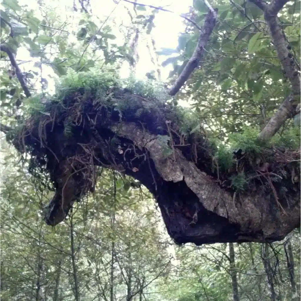 Grove