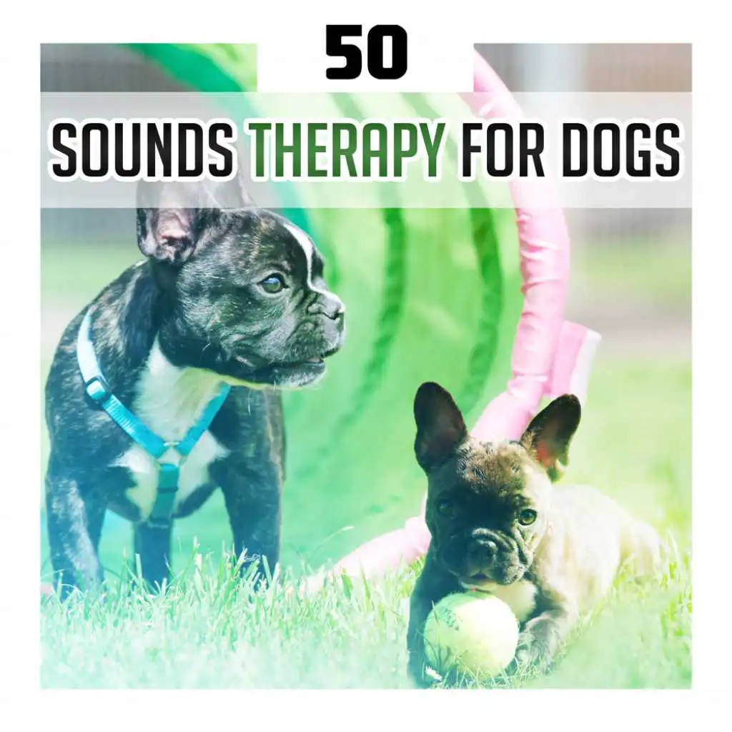 50 Sounds Therapy for Dogs