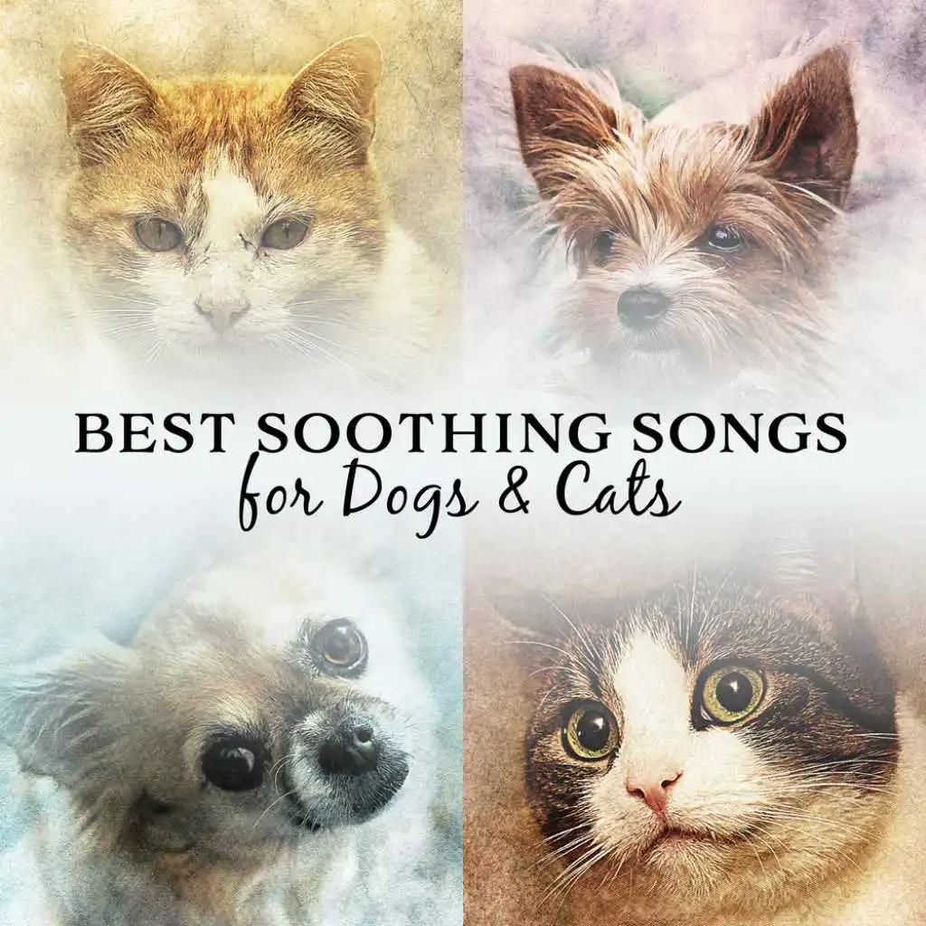 Best Soothing Songs for Dogs & Cats