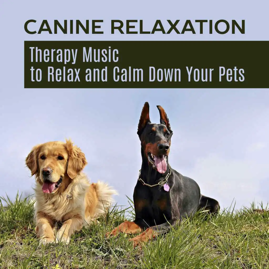 Canine Relaxation (Birds Singing)