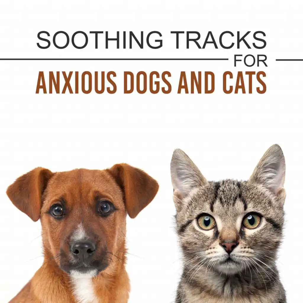 Soothing Tracks for Anxious Dogs and Cats