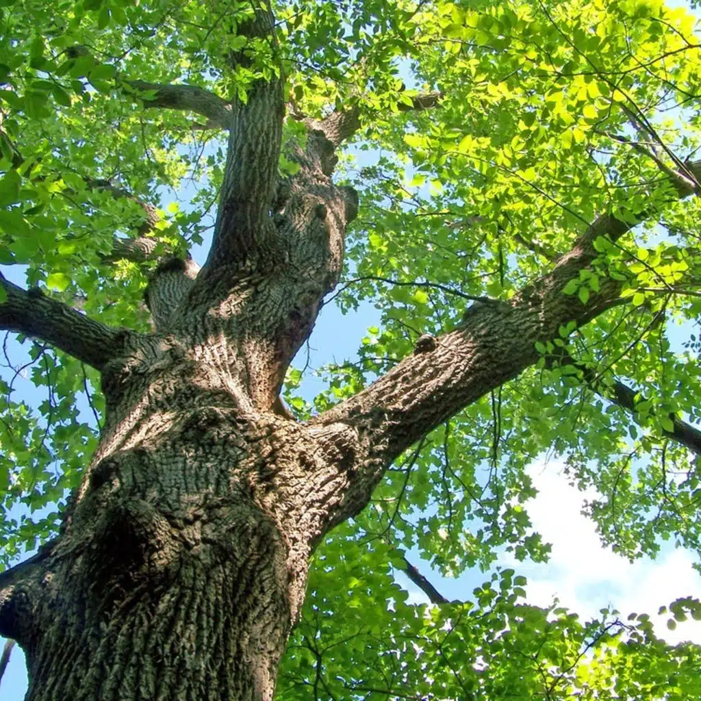 Glazunov - Quartet No 1 for 2 Violins, Viola & Violoncello; Shostakovich - Concerto for Violin No 1