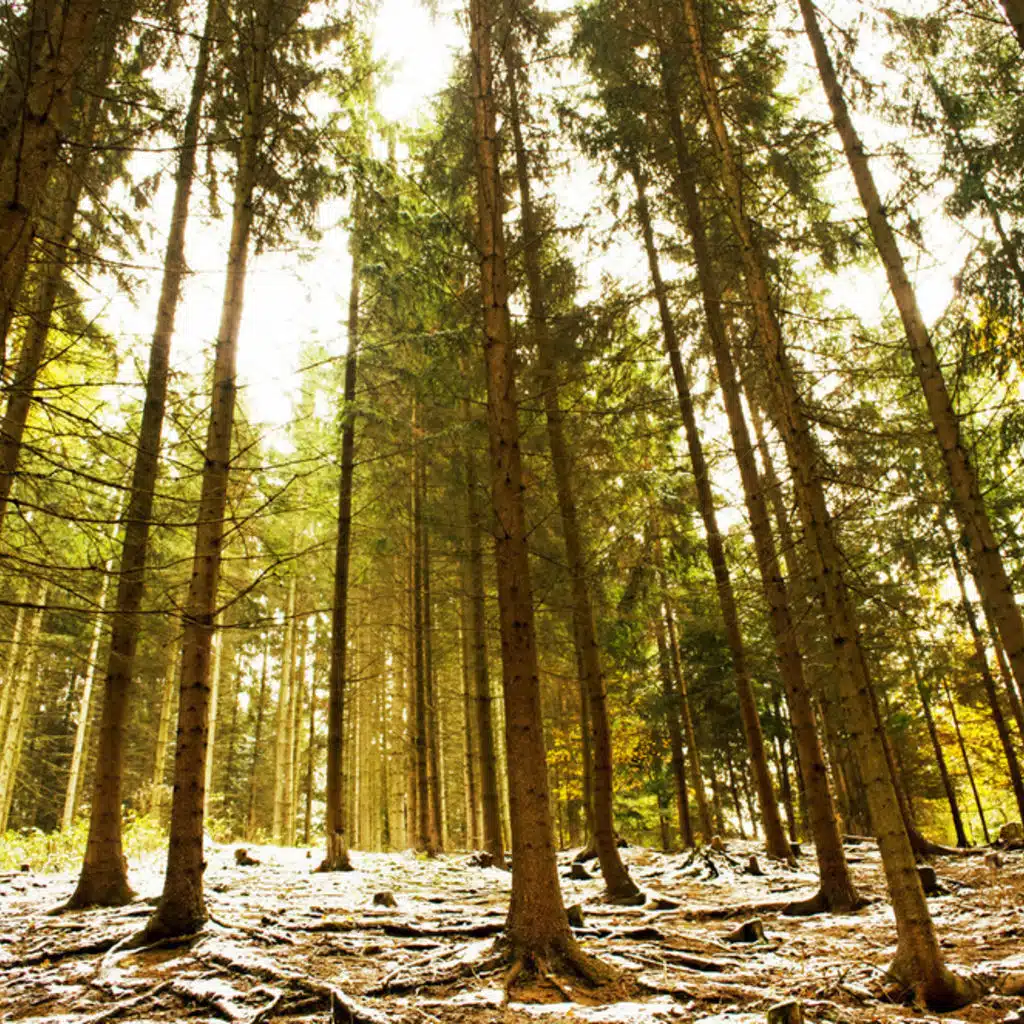 Beethoven  - Piano Sonatas No 5, No 8 and No 11