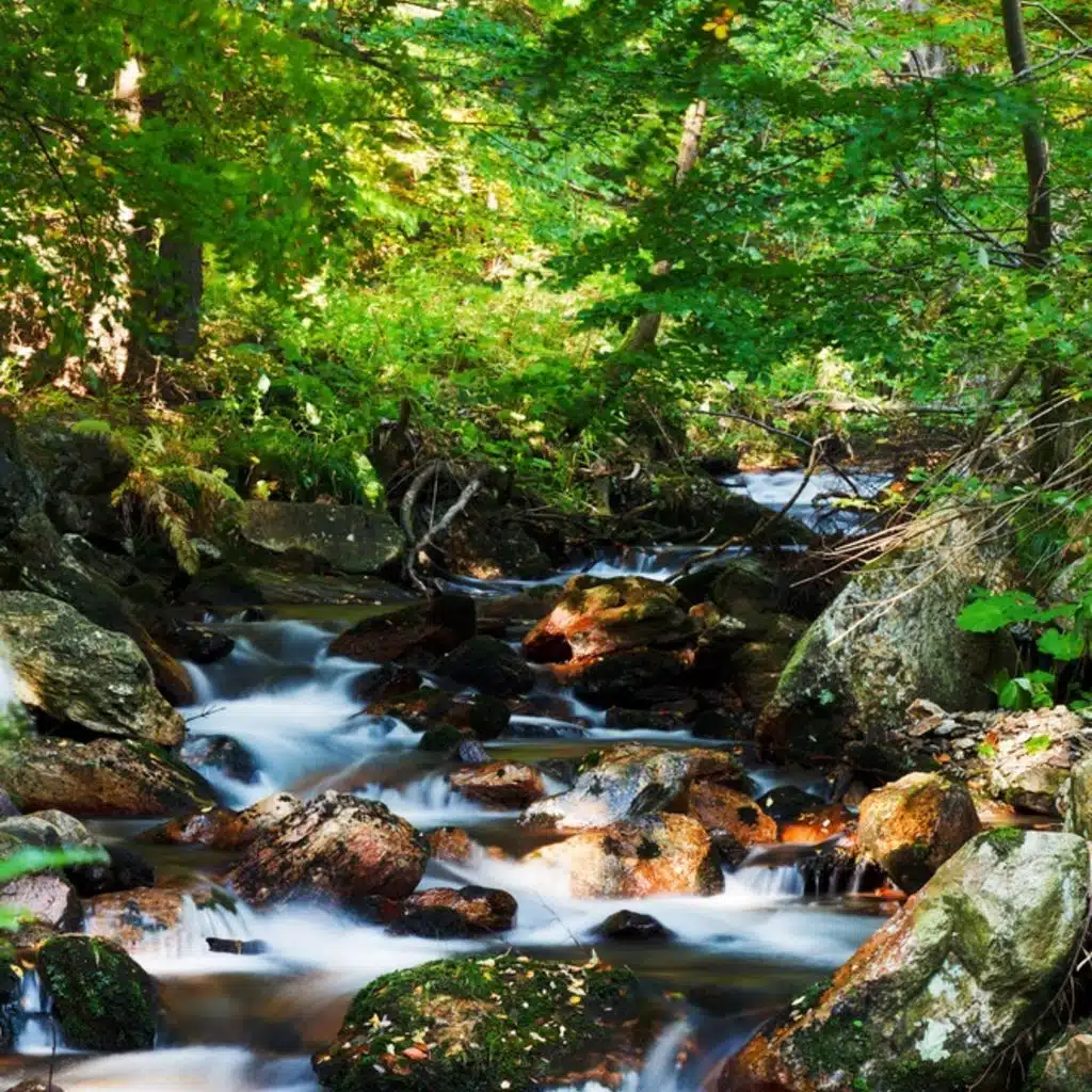 Etude Op 2 - 12 in D sharp minor