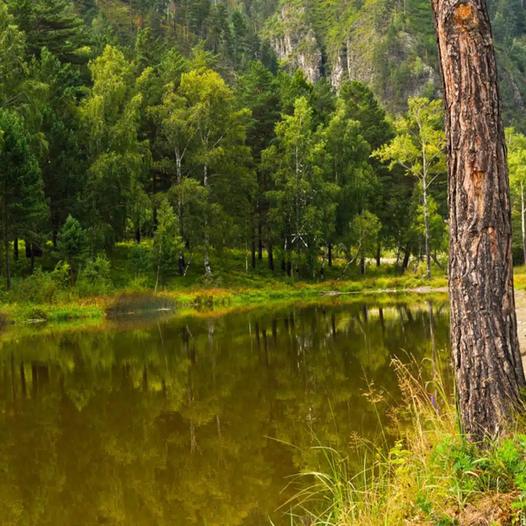 Mozart -Symphony 29 and The Magic Flute - Variation for 2 Flutes