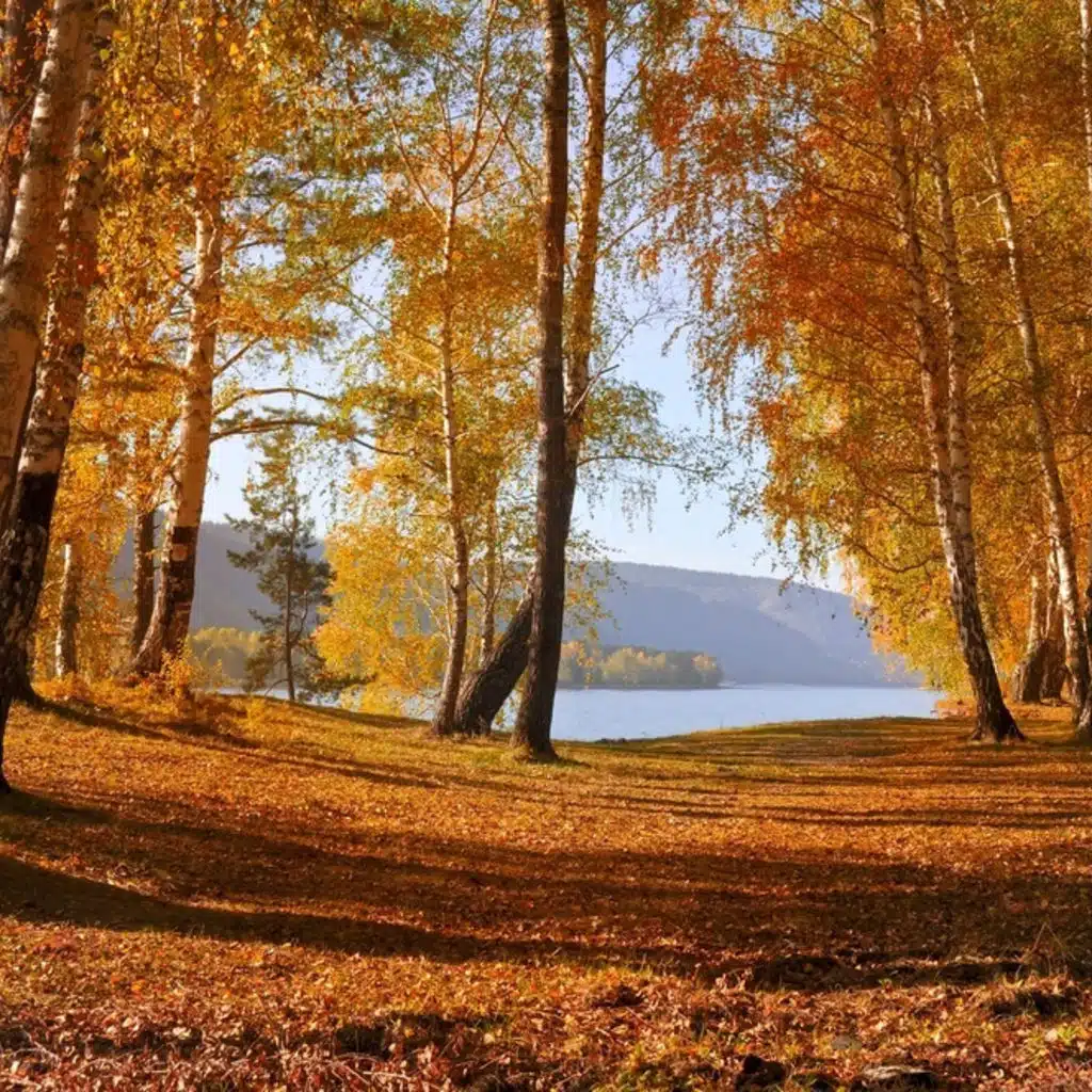 Shostakovich - Concerto for Violin No 1 and Concerto for Violin No 2