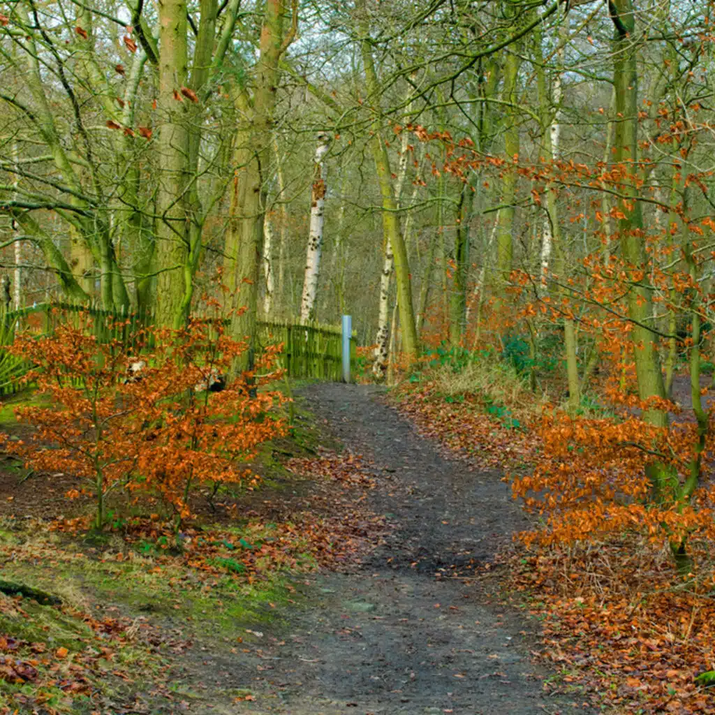 Beethoven  - Sonata No 16, No 17 and No 18