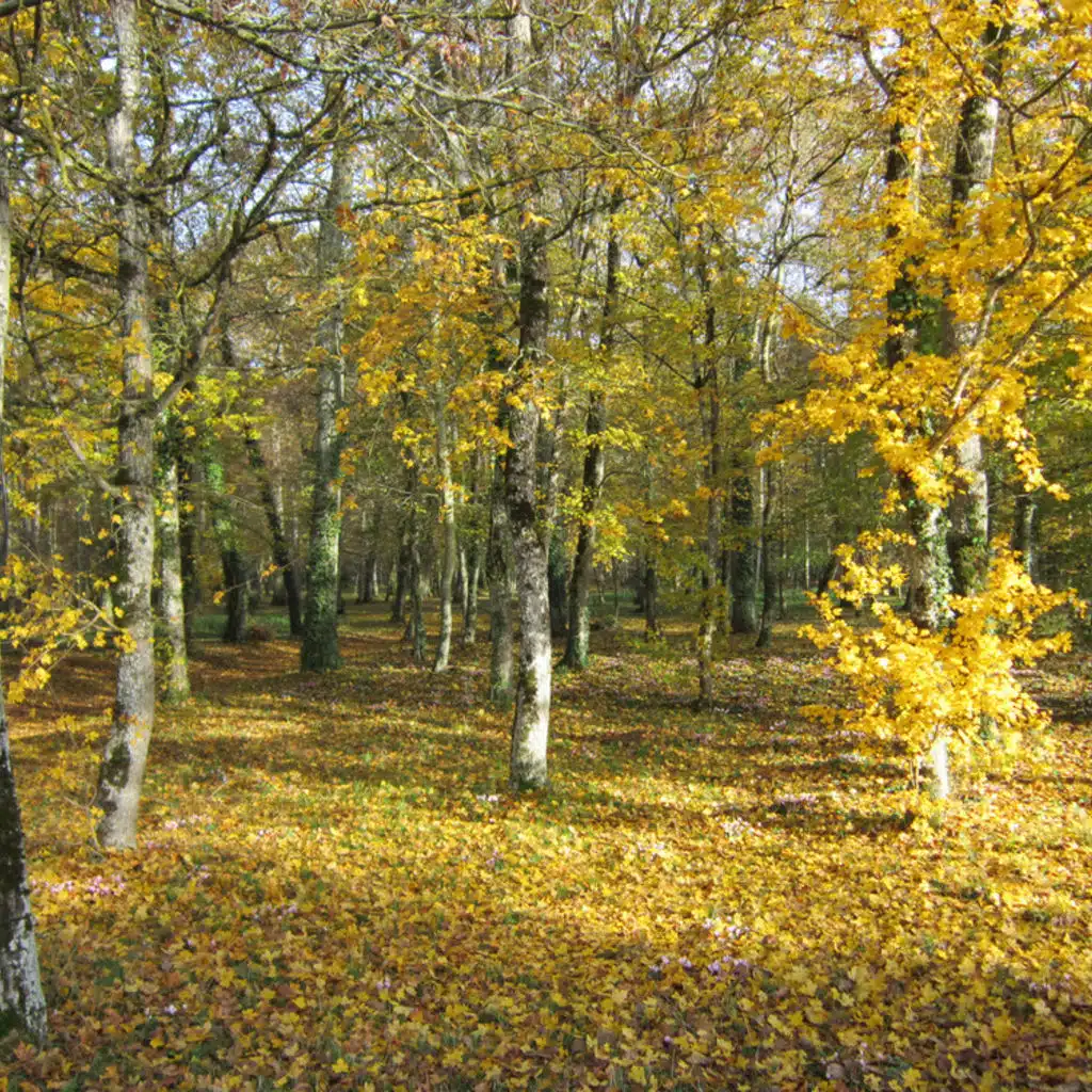 Symphony No. 2 in B flat major, D.125