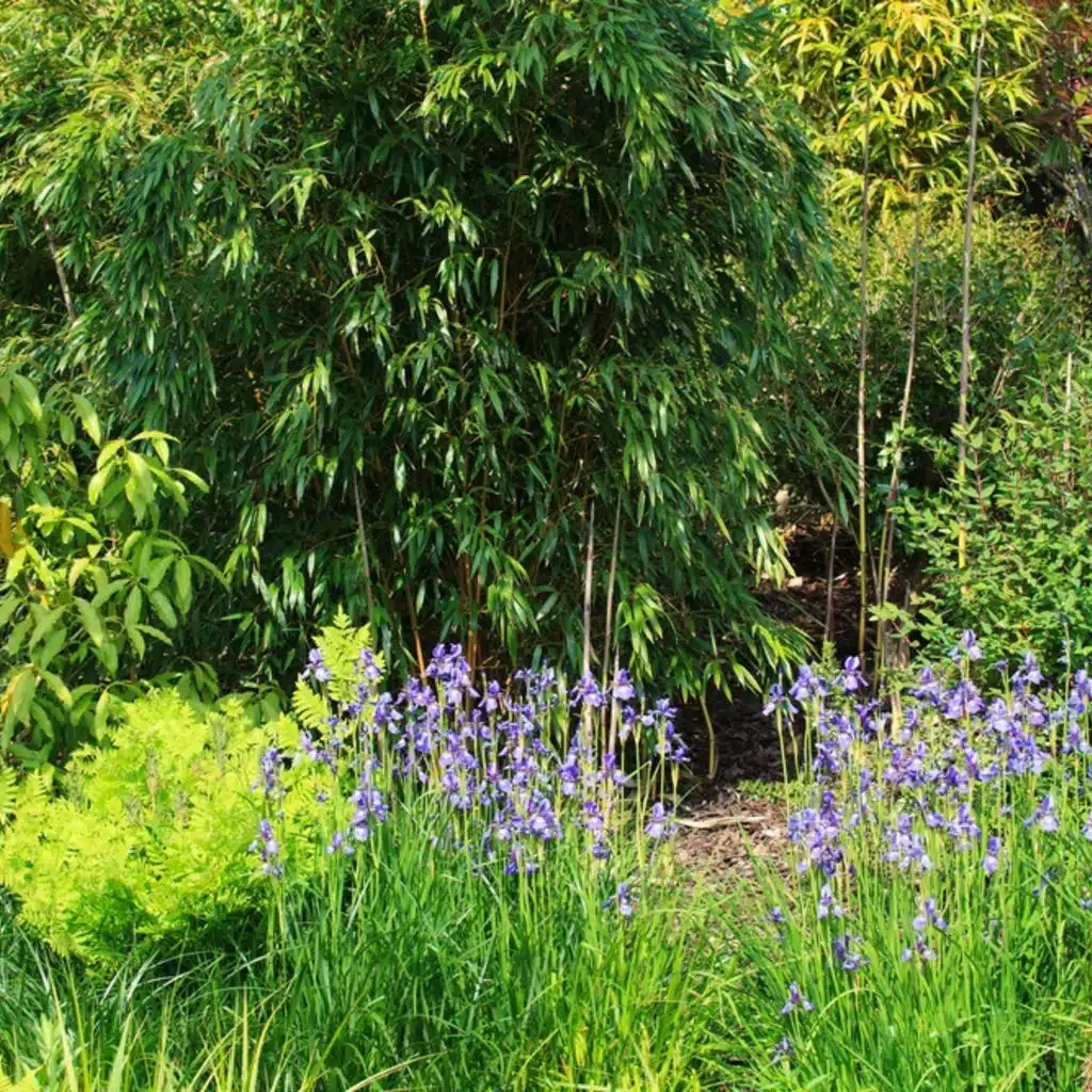 Concerto for Violin & Orchestra No. 1 in D major, Op. 6