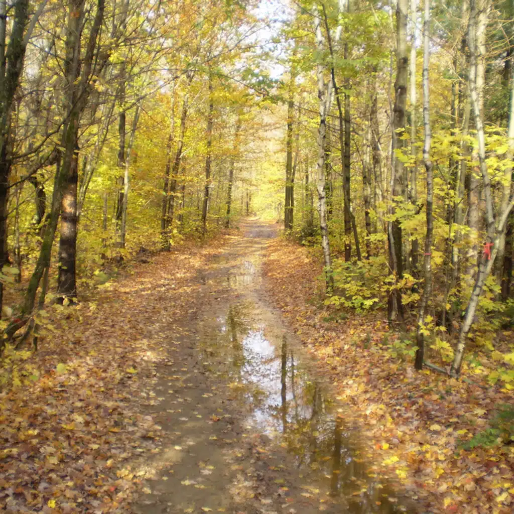 Mjaskowskij  -  Cello Concerto and Symphony No 15