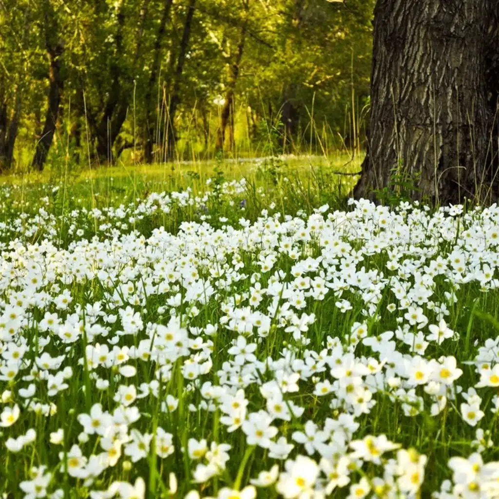 J S Bach  - Prelude and Fugue BWV 536, 539, 541 and 543 - 547