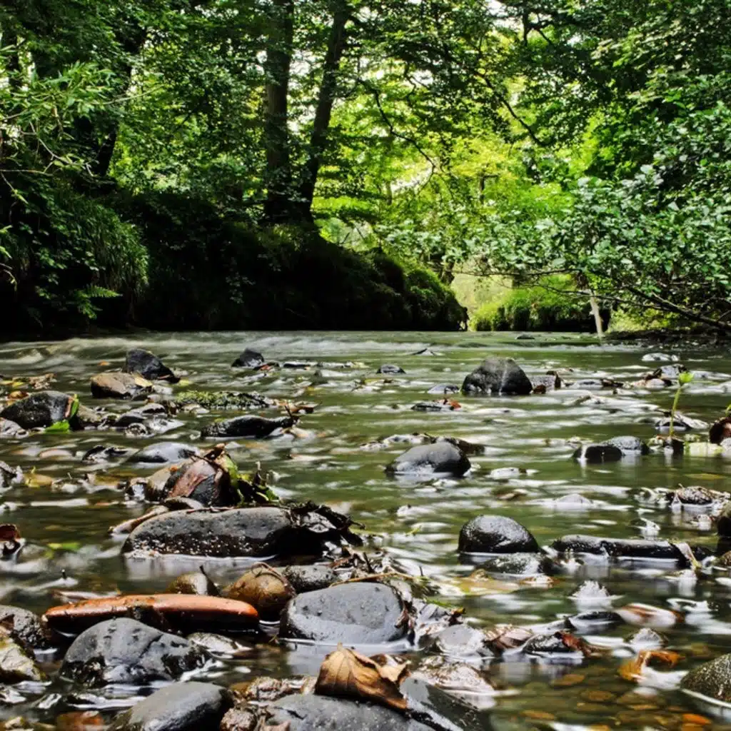 Glazunov - Violin Concerto, The Forest and Quartet No 1 for 2 Violins, Viola & Violoncello