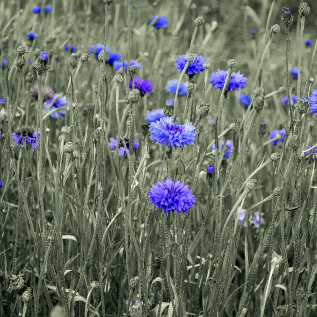 Schubert - Symphony No 4 ; Schumann  - Symphony No 3