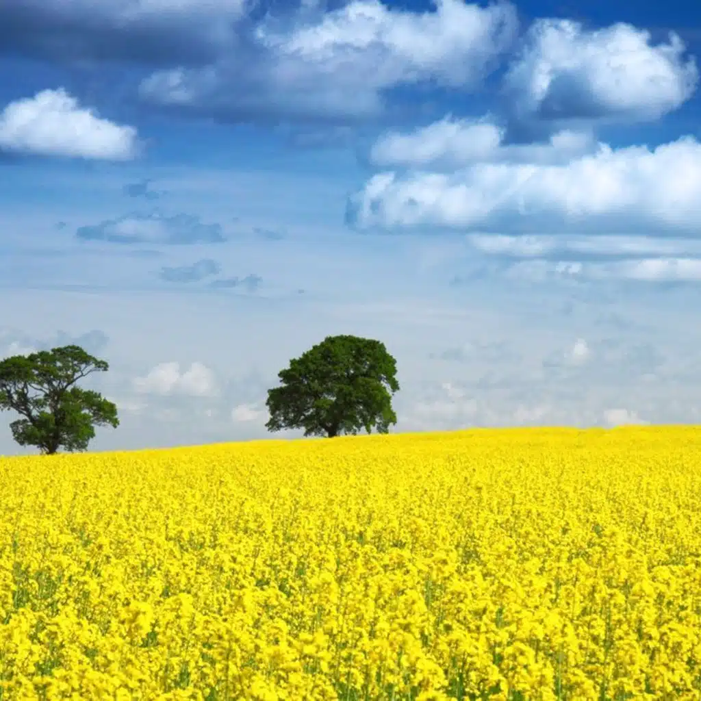 Haydn  - Sonata No 50; Tchaikovsky - Symphony No 6