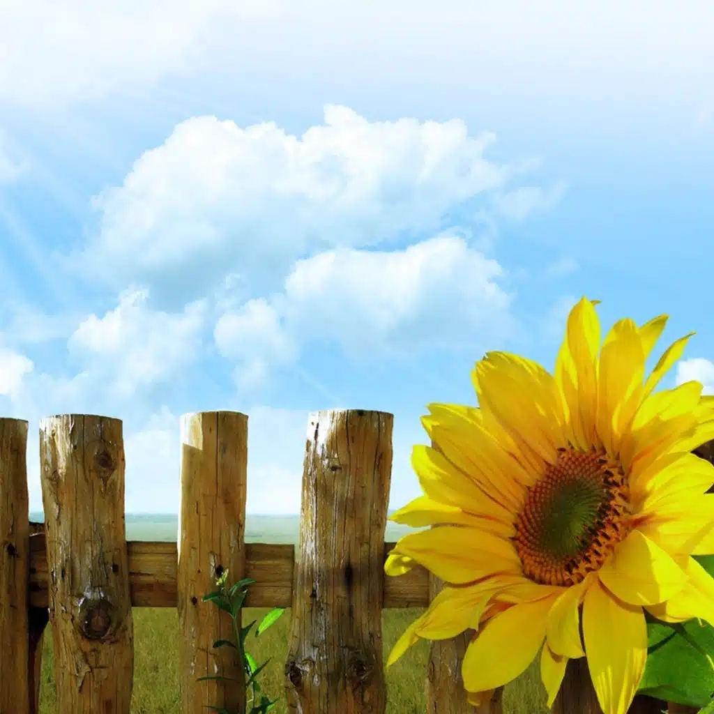 Dvorak - Symphony No 7; Schumann  - Piano Concerto