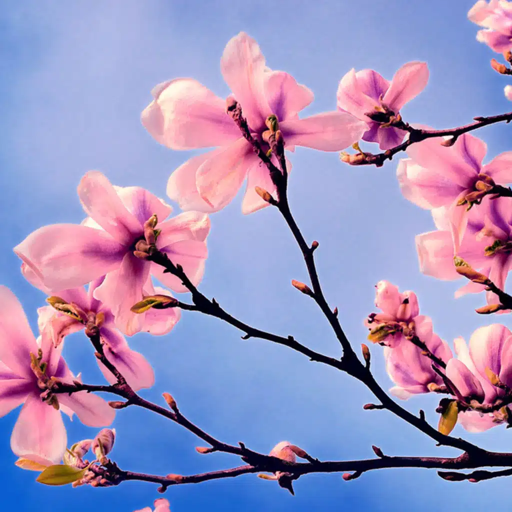 Beethoven - Sonata No 22 and Symphony No 3