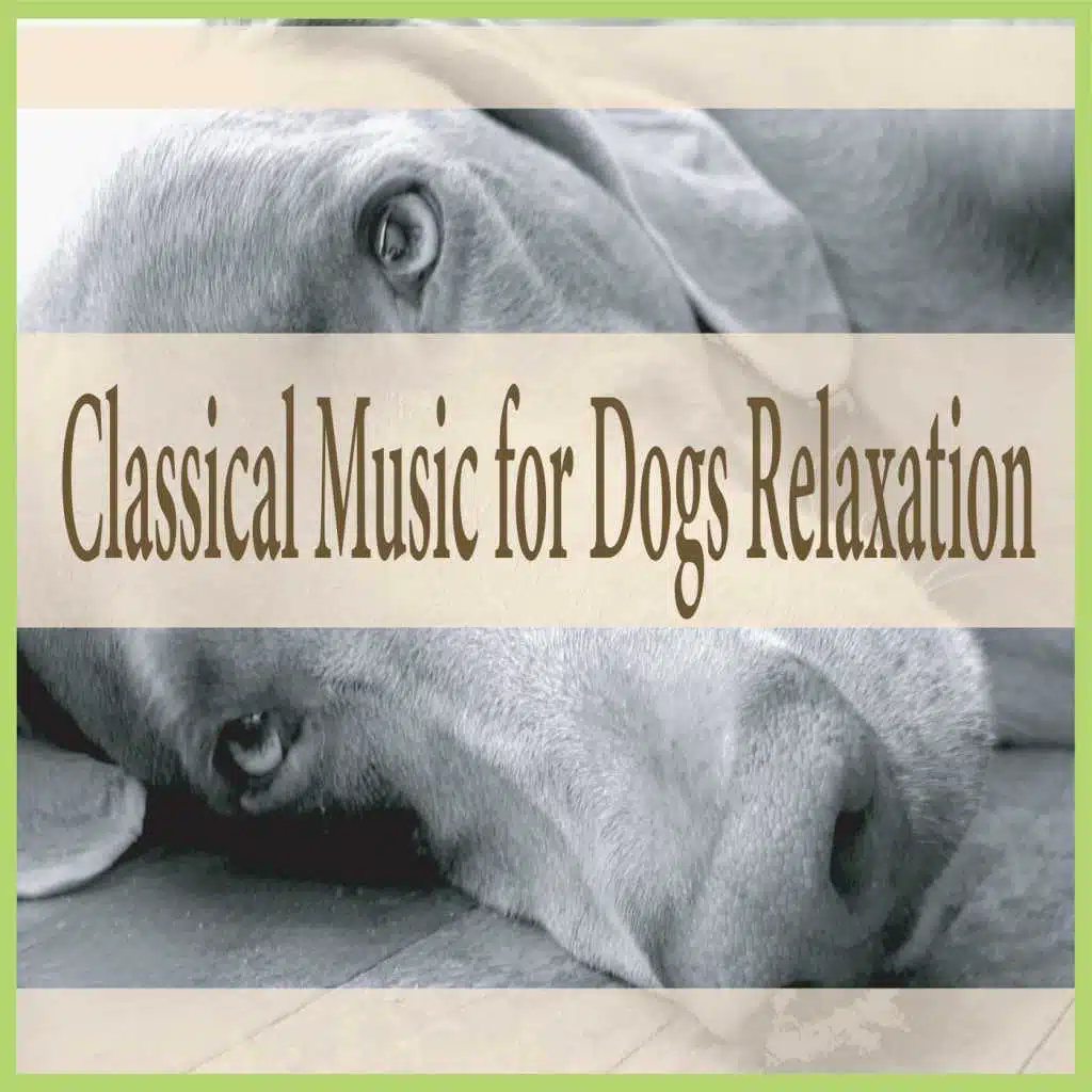 Mozart for the Mutts We Love