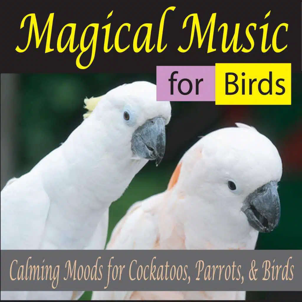 Music for Cockatoos