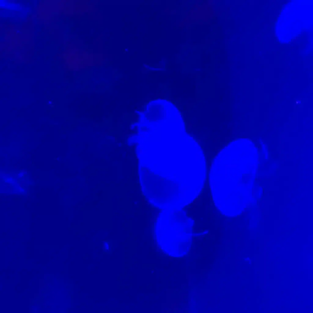 ･✧(๑ඕัළ*.。 *¨°。