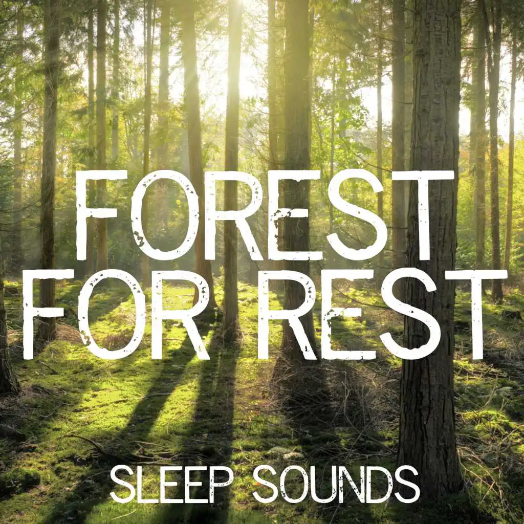 Sleepy Forest