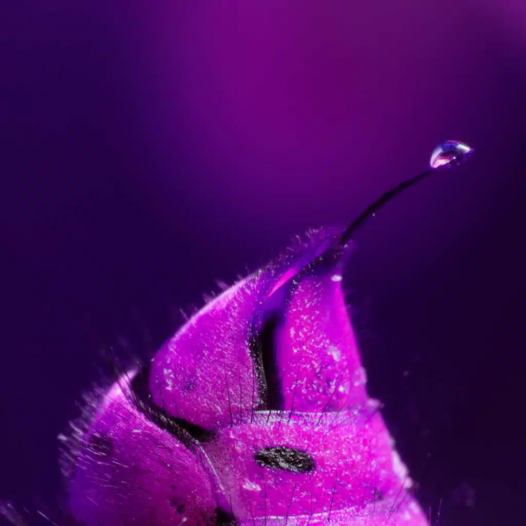 Course Of Insects