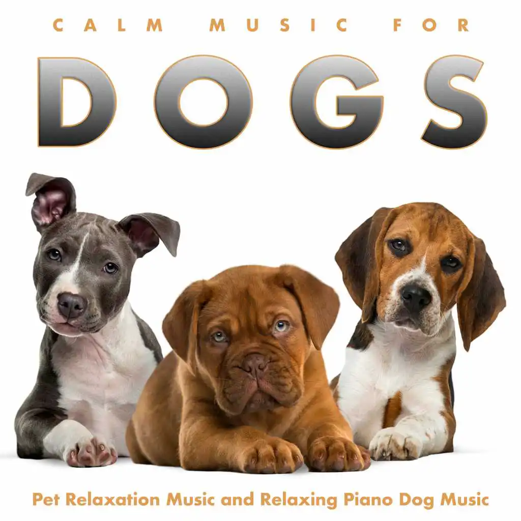 Calm Music For Dogs: Pet Relaxation Music and Relaxing Piano Dog Music