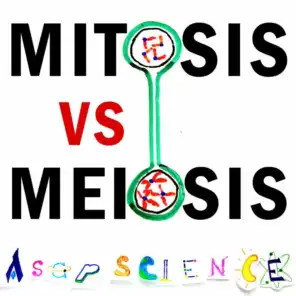 Mitosis vs Meiosis Rap Battle