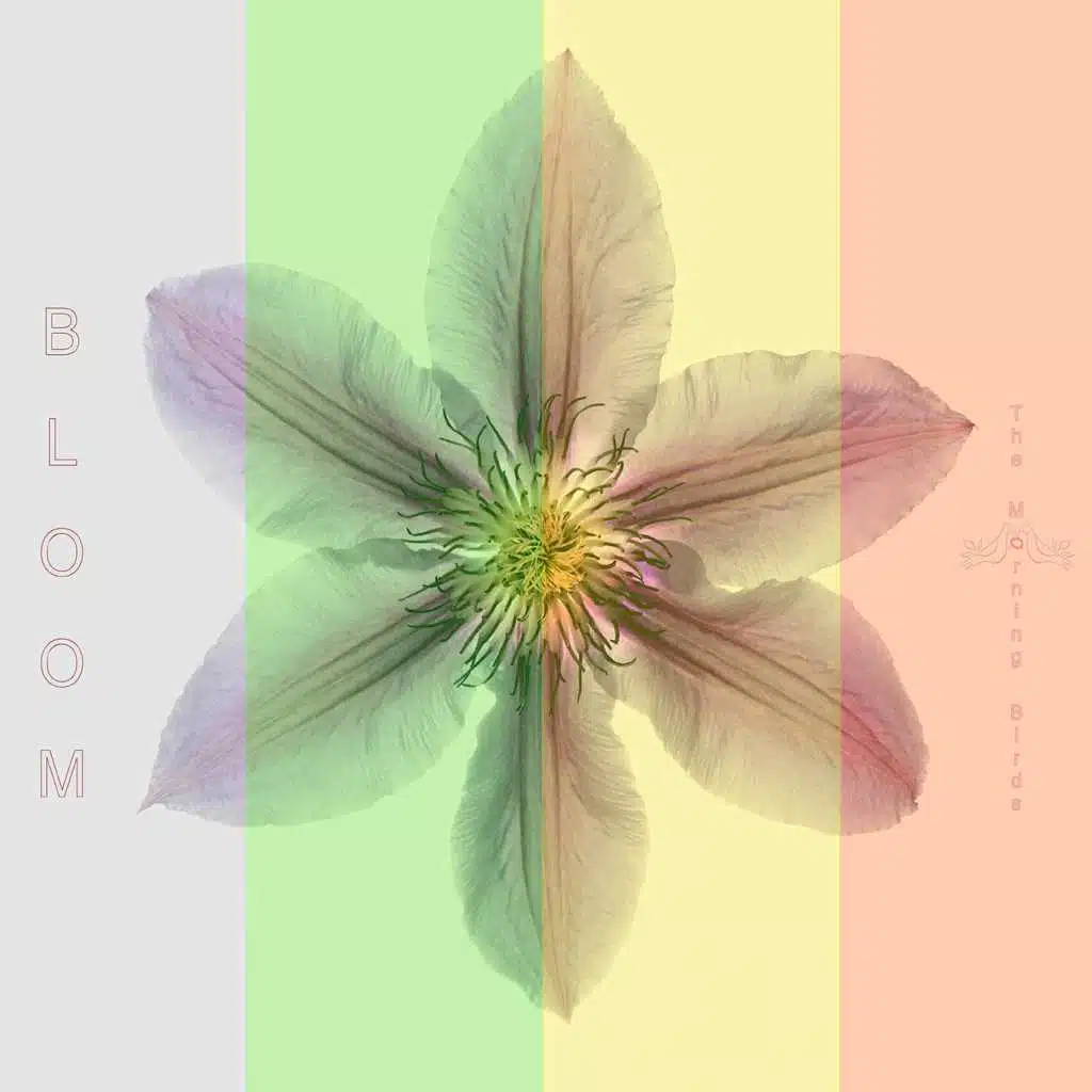 Bloom