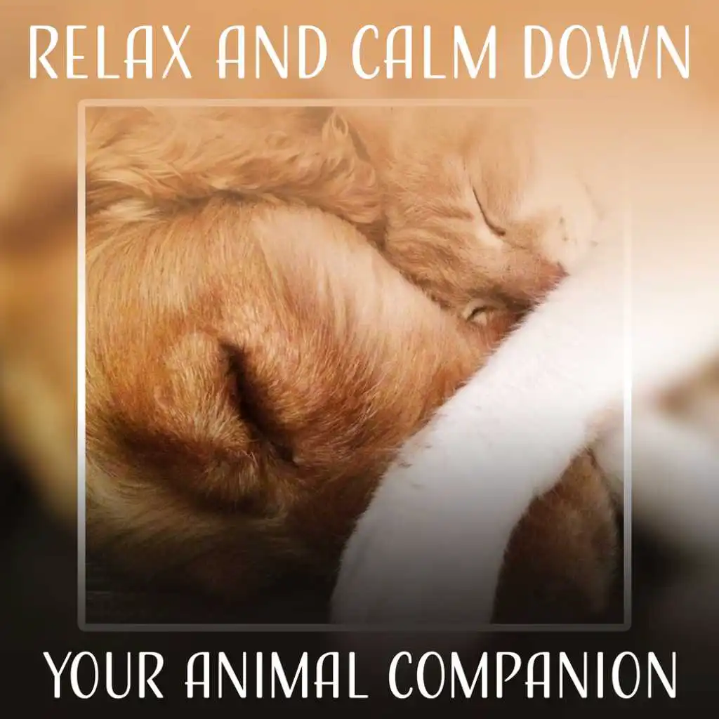 Relax and Calm Down Your Animal Companion