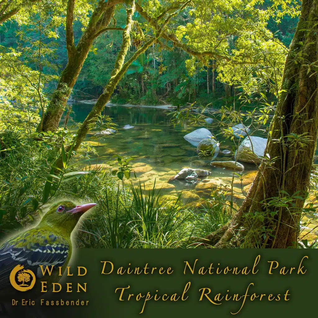 Daintree National Park - Tropical Rainforest