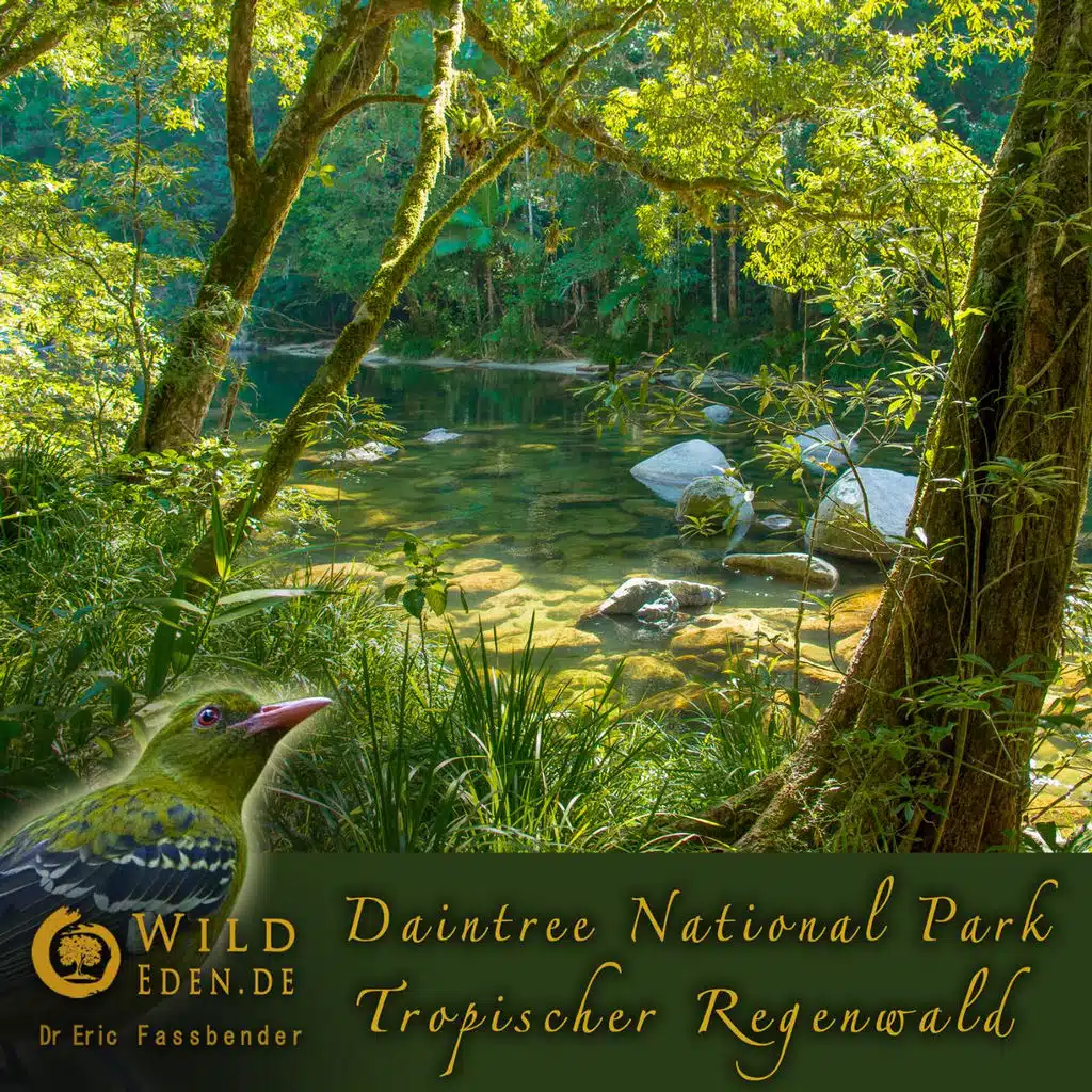 Daintree National Park - Tropischer Regenwald