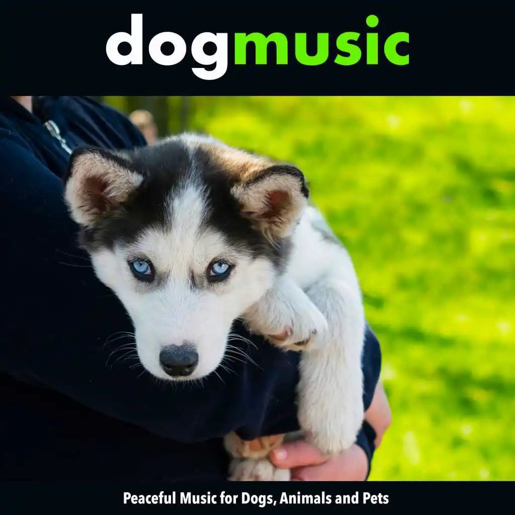 Calm Music For Dogs Ears