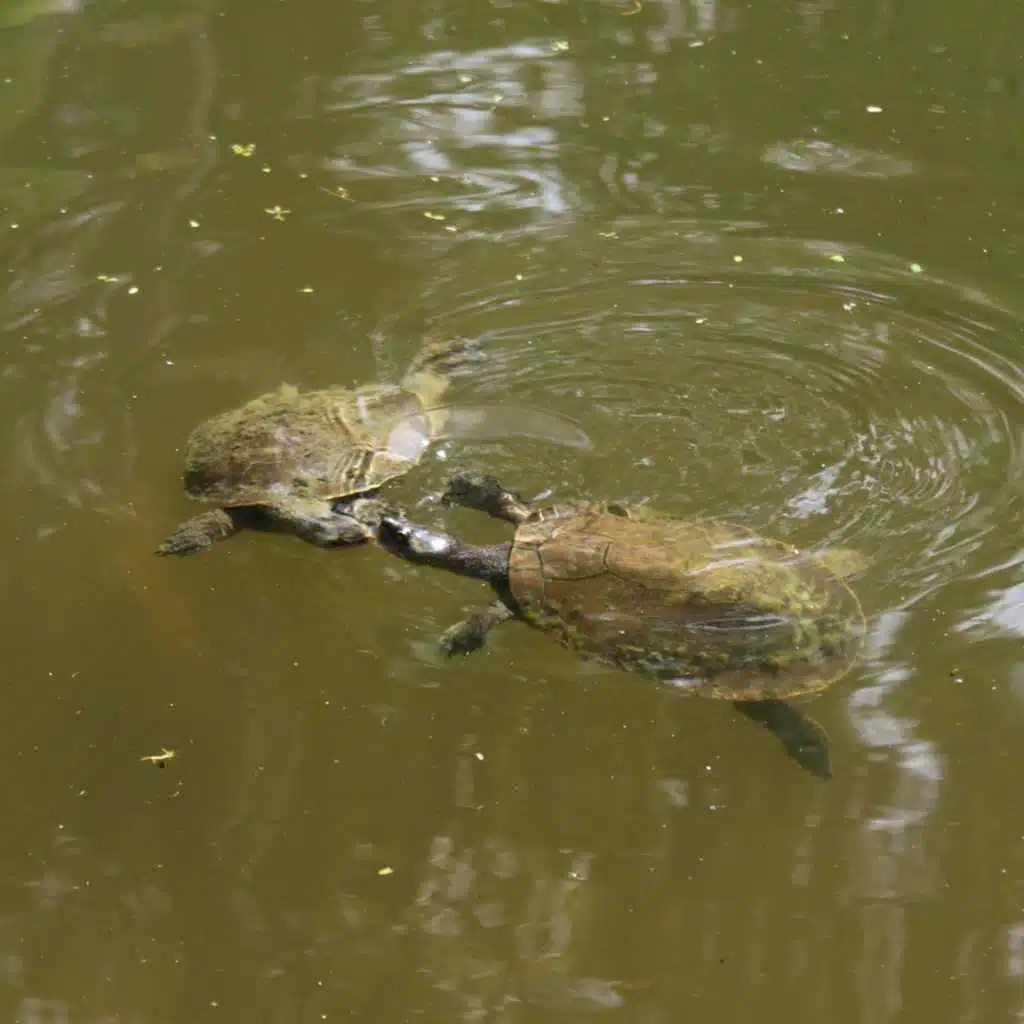 Have You Ever Been in Love?