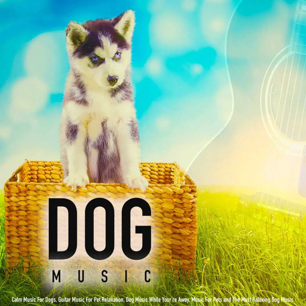 Calm Music for Dogs, Guitar Music for Pet Relaxation, Dog Music While Your’re Away, Music for Pets and the Most Relaxing Dog Music