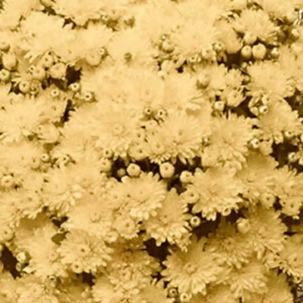 ...Are Thee Hardy Mums