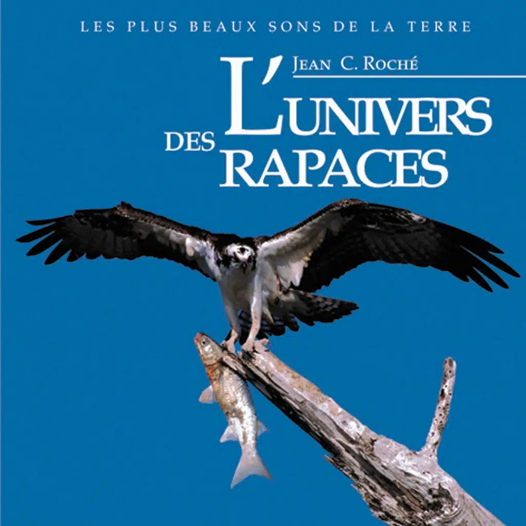 Busard des roseaux