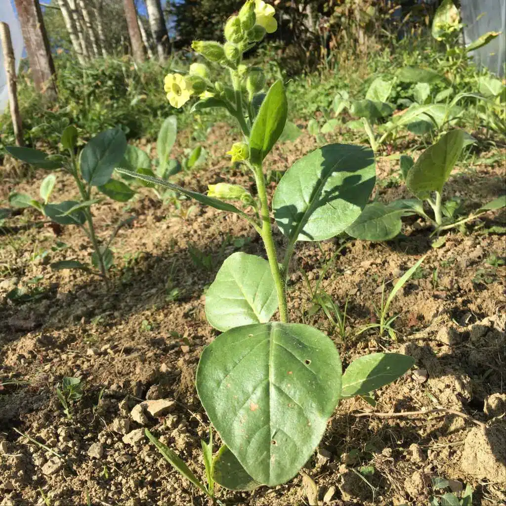 Mary (feat. Jane West)