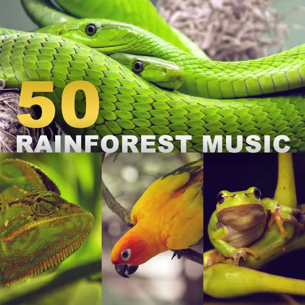 50 Rainforest Music: Tropical Sounds of Nature, Peace of Mind, Deep Meditation, Better Sleep, Zen Relaxation (Exotic Birds, Frogs, Rain, Crickets, River, Wind)